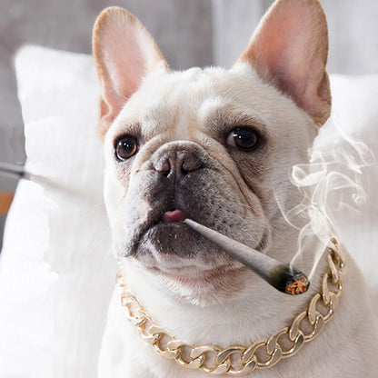 Collar de Lujo Dorado para Perros | Estilo Callejero con Clase 